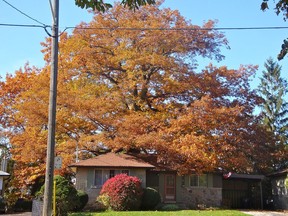 This 250-year-old Red Oak (Quercus rubra) stands in northwest Toronto in the Humbermede community and the people there are ready to preserve it for another 200 years.