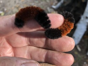 Folklore has it that you can forecast the severity of a coming winter by checking the size of the rusty-brown section of a wooly bear caterpillar in the fall. If the caterpillar has a large rusty-brown section, a milder winter will occur. If a small rusty-brown section is present, expect a more severe winter. These two wooly bear caterpillars from the Estaire area, southeast of Greater Sudbury, seem to suggest both a mild winter (left) and a severe winter (right) will occur in the months ahead.