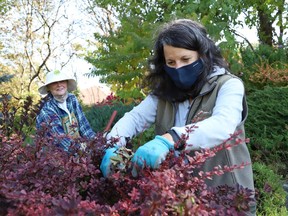 Barbara Knuff, left, president of the Sudbury Horticultural Society, and Frankie Vetone, of the horticultural society, do a fall cleanup at the John Street Park in Sudbury, Ont. on Wednesday September 23, 2020.