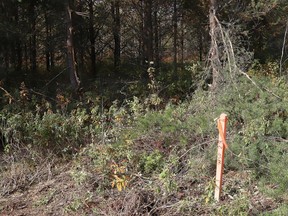 Stakes have been placed on a section of a field behind the Howard Armstrong Recreation Centre as well as around the trail system near the facility in Hanmer, Ont.