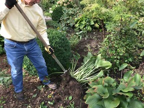 September and October are the perfect months to propagate the many perennial plants that grow in our gardens. If you do not have a garden, there are opportunities for you to gather seeds now from native perennials and some annuals to sow in early spring to give away to people who do. Supplied photo