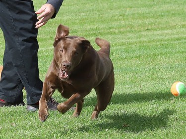 Koda chases down a ball at Kivi Park in Sudbury, Ont. on Tuesday September 29, 2020. John Lappa/Sudbury Star/Postmedia Network