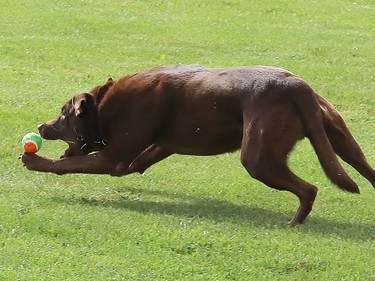 Koda chases down a ball at Kivi Park in Sudbury, Ont. on Tuesday September 29, 2020. John Lappa/Sudbury Star/Postmedia Network