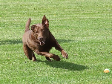 Koda chases down a ball at Kivi Park in Sudbury, Ont. on Tuesday September 29, 2020.