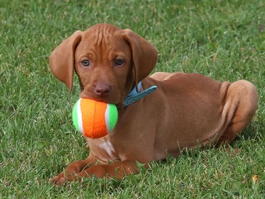 Eight-week-old Harvey chews on a ball at Kivi Park in Sudbury, Ont. on Tuesday September 29, 2020. John Lappa/Sudbury Star/Postmedia Network