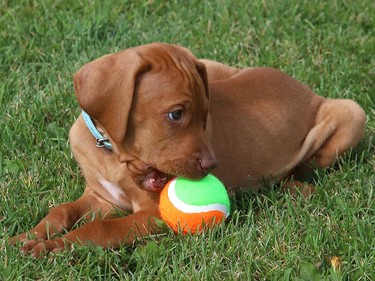 Eight-week-old Harvey chews on a ball at Kivi Park in Sudbury, Ont. on Tuesday September 29, 2020. John Lappa/Sudbury Star/Postmedia Network