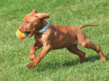 Eight-week-old Harvey chases down a ball at Kivi Park in Sudbury, Ont. on Tuesday September 29, 2020. John Lappa/Sudbury Star/Postmedia Network