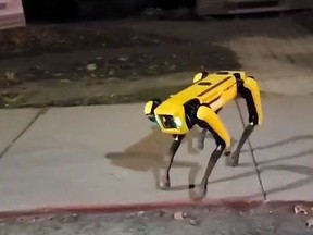 A yellow Boston Dynamics "Spot" robot dog was spotted walking along Elm Street in Sudbury last week. Twitter image