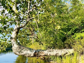 This tree was toying with gravity.