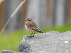 A Northern Wheatear is seen here perched on a rock at Porcupine Lake. Word about this rarely appearing bird spread and attracted birding enthusiasts from all over the province last week.

Supplied