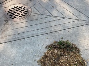 The county created the Adopt a Storm Drain program to encourage residents to take responsibility for a storm drain in their neighbourhood, and pledge to keep it clean and free of debris such as leaves.  Photo Supplied