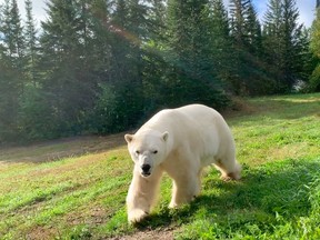 Come visit Eddy before he leaves, or see if you can catch Henry and Inukshuk sparring!  We look forward to seeing you soon..TP.jpg