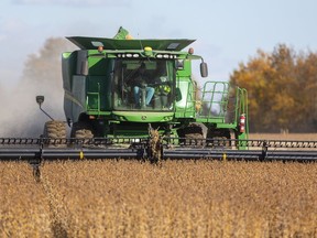 Ron Smith of Killins Custom Work out of Dorchester combines soybeans near Thorndale in this 2019 file photo.  (Postmedia Network)