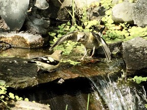 A pair of evening grosbeaks grace our backyard pond.