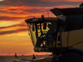 Photo Randy Vanderveen Grande Prairie, Alberta 2020-09-10 The sunset provides a colourful backdrop as a combine operator picks up the last of the swaths laying in a field north of Clairmont Thursday Sept. 10. Farmers are in full swing for the 2020 harvest and are hoping warm dry conditions continue to allow all the crops to be taken off before winter.