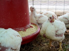 Broiler chickens feed at Ward Family Farms