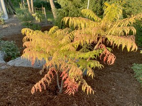 ‘Tiger Eye’ Sumac has golden leaves that escalate into brilliant yellow to orange beginning in later October. John DeGroot photo