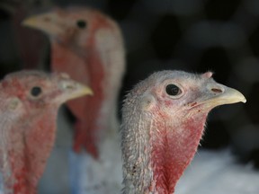 Despite pandemic gathering restrictions set to hamper large Thanksgiving bashes, farmers are “cautiously optimistic” families will still gobble up turkeys this year, albeit smaller ones. File photo/Postmedia Network