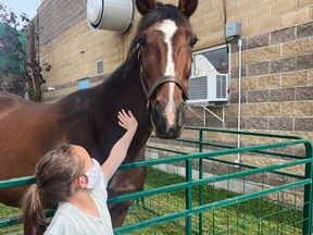 Nine year-old Keaton Shearer of Hanover met Hetties Charm, at Hanover Raceway’s 'Meet a Race Horse' event, as part of the Town of Hanover's Culture Days. Hetties Charm is a winner of over $180,000 as a race horse.