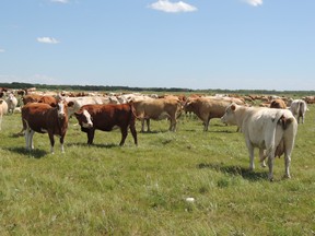 Picture is of a mix of charolais and angus cows on pasture near St. Ambroise. (supplied photo)