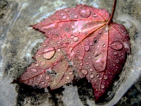 Leaves turn to colour in the fall because of a lack of sunlight. That prompts the halt of chlorophyll production by the tree. As the chlorophyll retreats, other pigments in leaves begin to show their colours. Handout