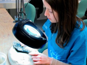 Museum technician Calla Scott works on cleaning up a dinosaur bone during the indoor season.