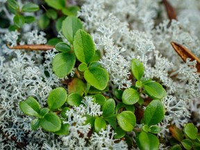 Green sprigs grow among lichens along Burnt Timber Creek northwest of Cremona, Ab., on Tuesday, August 25, 2020.