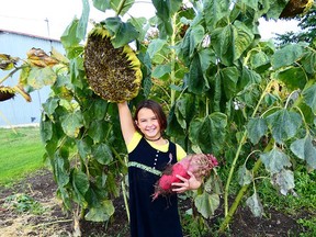 Susie Martin holding up the largest sunflower-head and her mangelwurzel beet. SUBMITTED