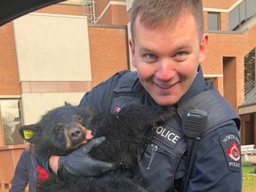 North Bay Police Const. Ryan Robertson helped the Ministry of Natural Resources remove a bear cub from a crabapple tree outside the North Bay Courthouse Monday morning.