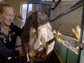 Emily Yantzi milks a goat on her family’s goat farm near New Hamburg in this still taken from Stratford filmmakers Michael McNamara and Aaron Hancox’s new documentary, Year of the Goat. (Submitted image)