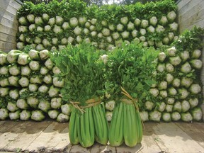 Tango celery excels in Canadian gardens. Bonuses include wonderful flavour and very little fibre. (supplied photo)