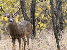 RCMP said those wishing to partake in the hobby may hunt within the Special Control Area, including any part of the Urban Service Area, which is also within the Special Control Area. Photo Supplied