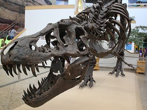 A cast of Stan, the multi-million dollar T. rex. To palaeontologists, though, this dinosaur was priceless.