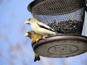 A pair of Evening Grosbeaks.