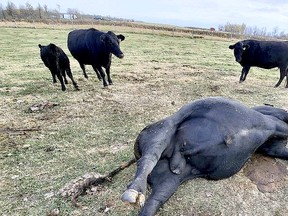 A photo of one of the slain cattle.