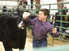 Klesken 4H Club member Brett Mitchell leads his Simmental Jolene Jolene around the ring during the Peace Country Classic Agri-Show's Heifer Confirmation Youth Livestock Program Competition at the Drysdale Centre on Saturday March 11, 2017 in the County of Grande Prairie, Alta. Mitchell won second place in the competition. About 60 kids competed this year from 4-H Clubs in four municipalities.