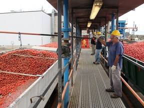 A file photograph from 2018 shows the tomato harvest and processing at the Conagra plant in Dresden. The plant's manager says the facility processed a record number of tonnes this past season, despite COVID-19 protocols and restrictions. File photo/Postmedia Network