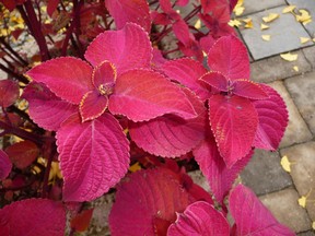 Coleus is an outdoor plant that homeowners should consider taking into their home for the winter, writes gardening expert John DeGroot. John DeGroot photo