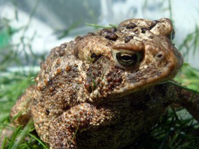 This American toad is Paddock, a "familiar" that lives in our pond area and works for the local witch who shall remain nameless.