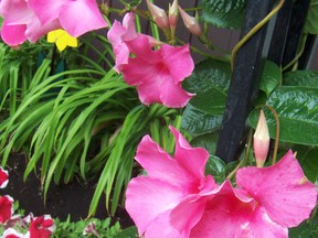 Can you over winter a tender subtropical Mandevilla indoors? Ted’s answer: Of course you can! (supplied photo)