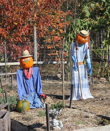 A pair of Pumpkin Folk tend to toddler pumpkin in the pumpkin patch at the Petawawa Heritage Village. Anthony Dixon