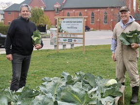 Church Out Serving is finishing up the 2020 harvest with an anticipated 12,000 vegetable servings created for local families in need. Eric Haverkamp, board chair, and Tony Stam, a member of the leadership group, harvested cabbage on Thursday. (ASHLEY TAYLOR)