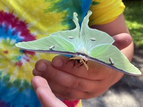 The Sudbury Star Outdoors Photo Contest has returned, and this week's winners are Caleb Dawson, 9, and Malachi Dawson, 5, who found this female Luna Moth at their camp on Windy Lake this past summer. They got to hold it breifly before it fluttered away. They win two Caruso Club gift cards. Please send your contest entries, with a mailing address, to sud.outdoors@sunmedia.ca. The Caruso Club's Enrico Restaurant is open daily, with lunch from 11:30 a.m. to 2:30 p.m. and supper from 5 p.m. to 8 p.m., as well as for takeout. For more information, cal 705-675-1357 or email info@carusoclub.ca.