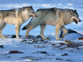 Wolves roam the tundra near the Meadowbank Gold Mine in Nunavut earlier this year.