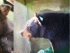 An abandoned cub that was picked up on Dwyer Street in Schumacher in the spring of 2019 and taken to be cared for at a bear habitat was released back into the wild near Matachewan earlier this week. The Timmins Police Service picked up the cub back in May 2019 after responding to a report of an animal in distress. The cub weighed five pounds at the time, It was subsequently brought to the Bear With Us habitat facility located in the Muskokas. The bear was given the name Dwight due to an error in communication stemming from Dwyer Street being misunderstood as the animals name. According to TPS, Dwight had matured into a 150-pound yearling when he was released this week.

Supplied