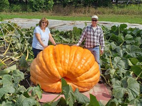 The new Port Elgin Pumpkinfest record-holder a few weeks before it weighed in at 1939.5 pounds Saturday, Oct. 3, 2020. Jane Hunt and Chris Lyons are shown here at Phil and Jane Hunt's Cameron, Ont. pumpkin patch. (Supplied to The Sun Times/Postmedia Network)