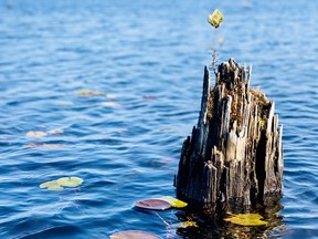 Nature is tenacious, as evidenced by this wee tree, which has sprouted from one of the stumps in Whitson Lake.