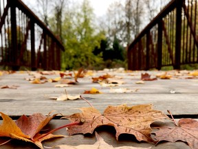 Autumn leaves lie on a newly-unobstructed foot bridge along the Brock Trail's northern stretch on Friday morning. (RONALD ZAJAC/The Recorder and Times)
