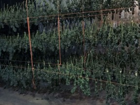 Pot plants hanging to dry were found by South Frontenac OPP during the most recent raid. OPP photo