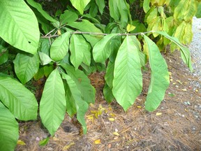 Pawpaw leaves at the edge of woods in Bright's Grove. John DeGroot photo